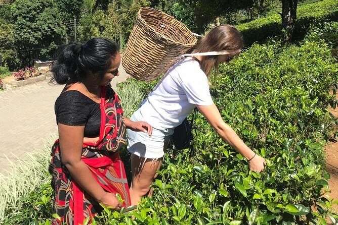5 Days Tour in Sri Lanka (Hotels with Breakfast & Luxury Car) - Day 2 to Ella: Ramboda Falls, Glenloch Tea, and the Nanu Oya to Ella rail moment