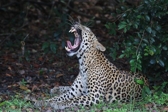 8 Days tour in Sri Lanka with privet driver and accommodations - Gregory Lake, Victoria Park, and Ella’s train: slow views done right