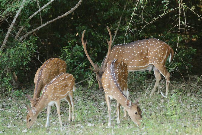8 Days tour in Sri Lanka with privet driver and accommodations - Tissamaharama and Yala/Udawalawe: the safari logistics that matter