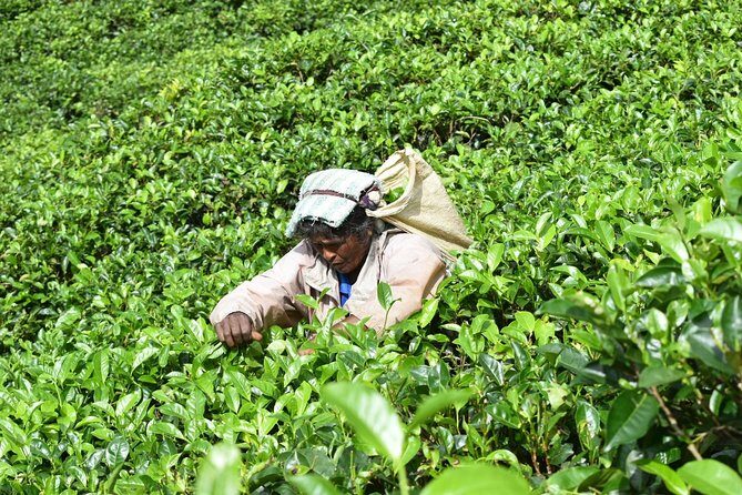 8 Days tour in Sri Lanka with privet driver and accommodations - Mirissa: snake farm curiosity, beach time, and early whales