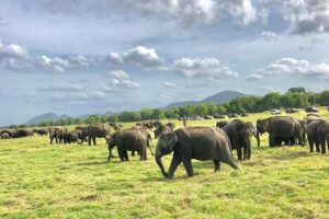 All Inclusive Private Safari in Minneriya National Park - Pickup, ride, and the rhythm of a half-day private safari