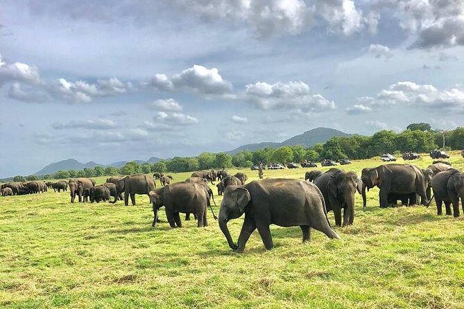 All Inclusive Private Safari in Minneriya National Park - Pickup, ride, and the rhythm of a half-day private safari
