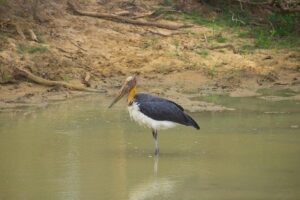 All Inclusive Yala National Park Jeep Safari from Colombo - Your jeep time in Yala: habitats where leopards and elephants fit in