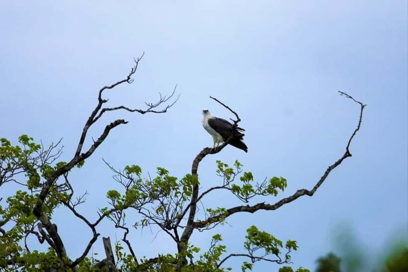 Arugambay :Pottuvil Lagoon Mangrove Eco Boat Safari Tours - Sunrise or Sunset Watching: Picking Your Light Like a Local