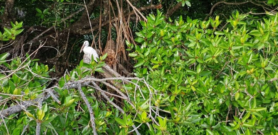 Bentota River Safari with Mangrove and Wildlife Encounter - Wildlife chances you can plan around: crocodiles, monitors, monkeys, birds