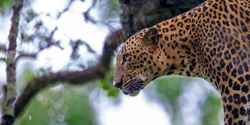 Colombo/Bentota/Kalutara/Ahungalla: Yala Safari Tour - Key things I’d bet on before you book