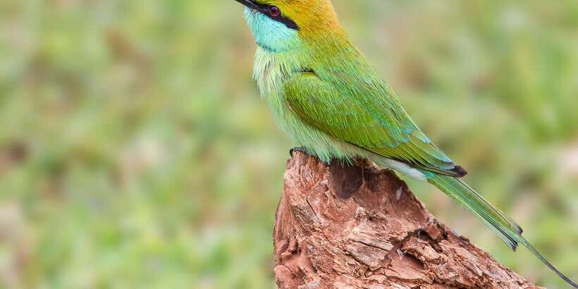 Colombo/Bentota/Kalutara/Ahungalla: Yala Safari Tour - Should you book this Yala Safari Tour?