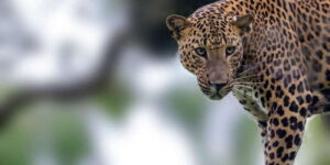 Colombo/Bentota/Kalutara/Ahungalla: Yala Safari Tour - Yala by soft-top Jeep: what the safari ride is really like