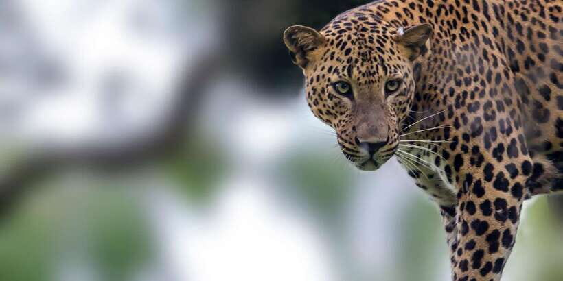 Colombo/Bentota/Kalutara/Ahungalla: Yala Safari Tour - Yala by soft-top Jeep: what the safari ride is really like