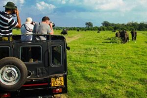 Day tour to Minneriya National Park,Sigiriya & Dambulla from Kandy - Dambulla Cave Temple: 300 steps, big Buddha walls, and a calm plan