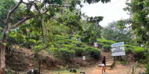 Discover the Best of Sri Lanka in 2 Days - Day 1 from Ravana Falls to Little Adams Peak