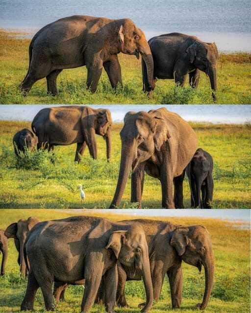 Elephant Kingdom Safari – Minneriya National Park - Price and value: is $22 per person fair?