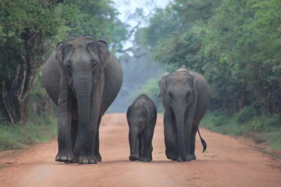ELLA: Drop to Tangalle/Hiriketiya/Mirissa/Galle & Yala Tour - From Ella to Yala to Mirissa: What Makes This Tour a Smart Route