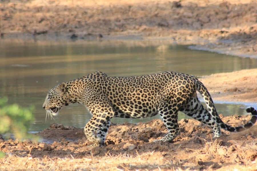 ELLA: Drop to Tangalle/Hiriketiya/Mirissa/Galle & Yala Tour - Yala National Park Safari: Open-Topped Jeep Time and the Wildlife Rhythm