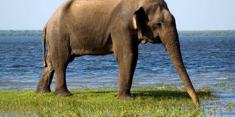 Ella: Shuttle to Tangalle/Mirissa/Galle w Udawalawe Safari - Ella to down South with Udawalawa wildlife stop