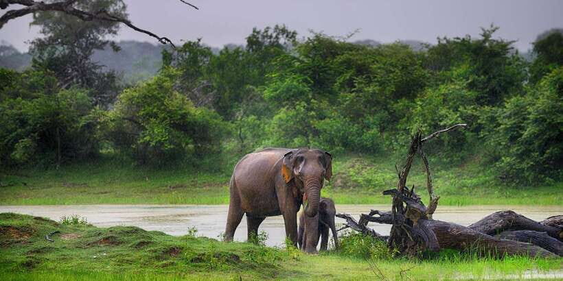 Ella: Shuttle to Tangalle/Mirissa/Galle w Udawalawe Safari - How the 7-hour day really flows