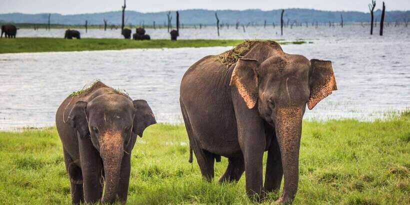 Ella: Shuttle to Tangalle/Mirissa/Galle w Udawalawe Safari - Drop-off comfort on the south coast: Tangalle to Hikkaduwa