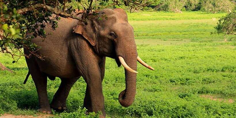 Ella: Shuttle to Tangalle/Mirissa/Galle w Udawalawe Safari - Who this safari shuttle suits best
