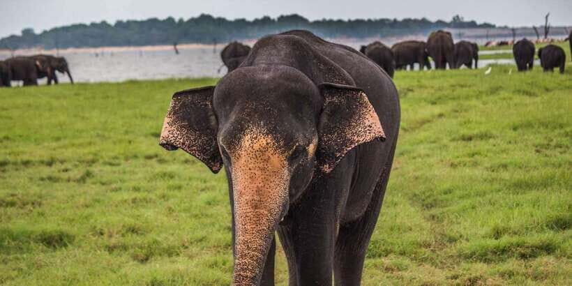 Ella: Shuttle to Tangalle/Mirissa/Galle w Udawalawe Safari - Should you book this Ella to south coast safari transfer?