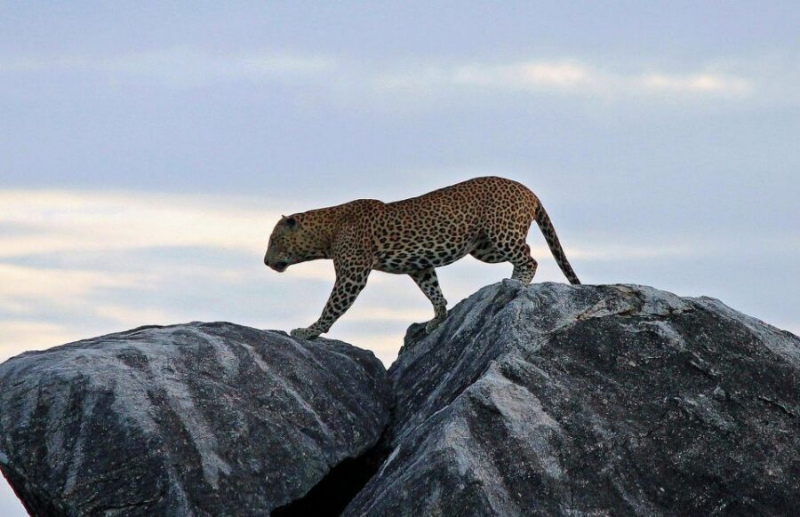 ELLA to TANGALLE/MIRISSA/GALLE Shuttle & YALA Safari - Wildlife You’ll Be Hunting For: Leopards, Elephants, Crocs, Sloth Bears and Birds