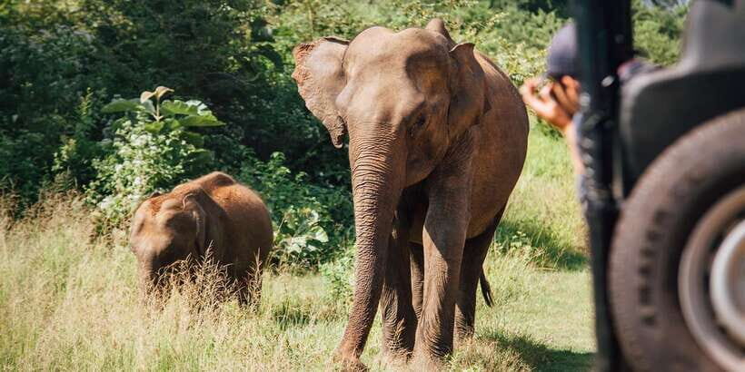 ELLA to TANGALLE/MIRISSA/GALLE Shuttle & YALA Safari - Comfort on the Road: Air-Conditioned Vehicle, Punctual Pickup, Safe Delivery