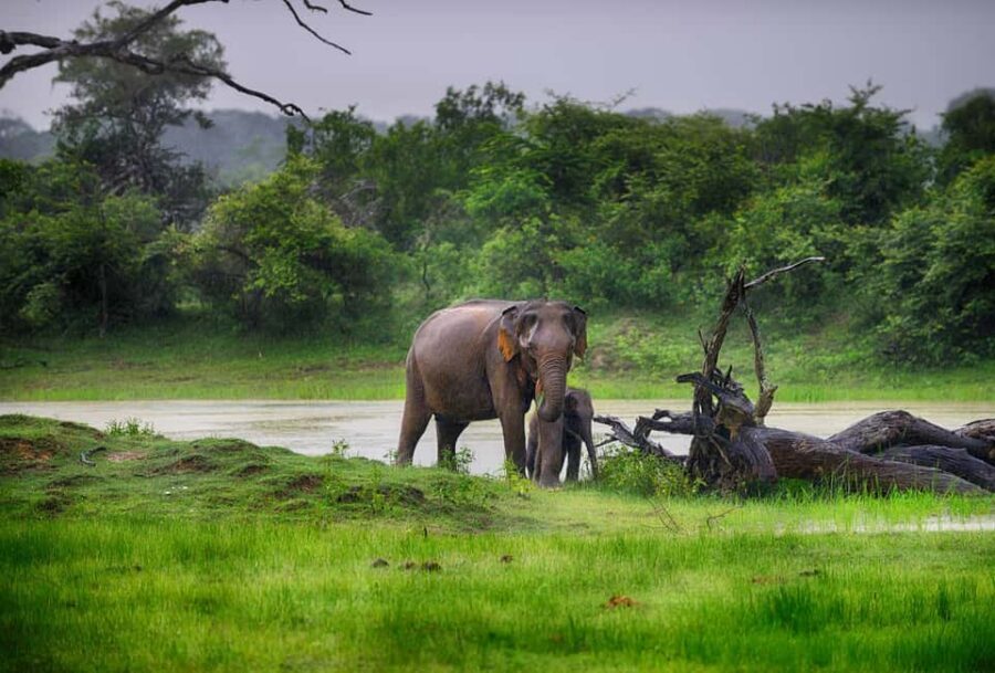 Ella: Transfer to Tangalle/Mirissa/Galle & Yala Safari Tour - Ella to Yala and onward: why this transfer is more than just transport