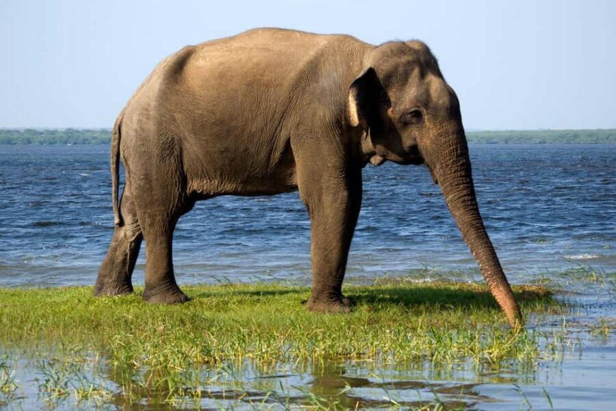 Ella: Transfer to Tangalle/Mirissa/Galle & Yala Safari Tour - Who should book this transfer-plus-safari combo