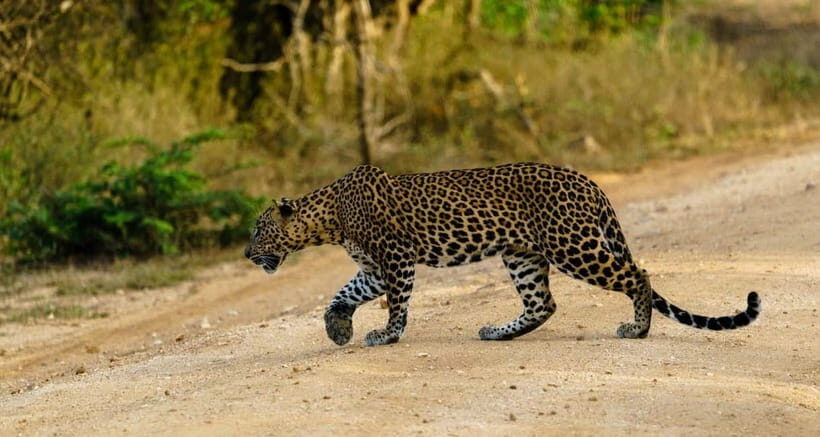Ella: Yala Safari with Drop at Tangalle/ Hiriketiya/ Mirissa - The 4x4 jeep experience: Comfort, control, and better viewing