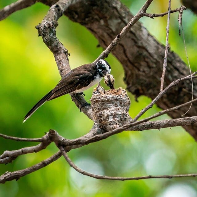 Ella: Yala Safari with Drop at Tangalle/ Hiriketiya/ Mirissa - Wildlife targets in Yala: What you’re really going for