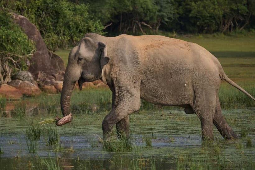 Ella: Yala Safari with Drop at Tangalle/ Hiriketiya/ Mirissa - Price and value: the $11 fare plus what you pay outside