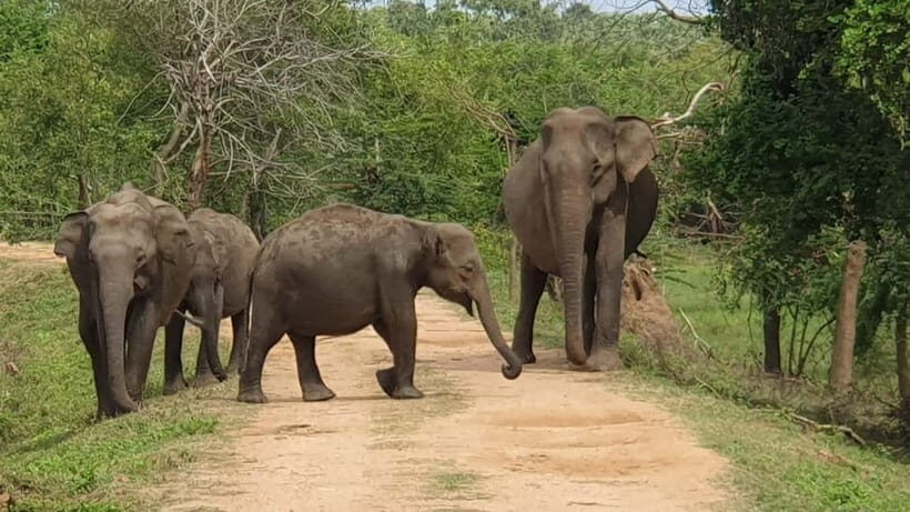 Ella: Yala Safari with Drop at Tangalle/ Hiriketiya/ Mirissa - Yala National Park: Sunrise-style timing and guided spotting