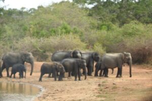 Evening Safari - Yala National Park with Janaka safari - 02.00 pm to 06.30 pm - Getting around in a luxury safari jeep (and why it helps)