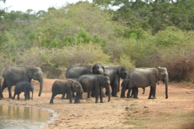 Evening Safari - Yala National Park with Janaka safari - 02.00 pm to 06.30 pm - Getting around in a luxury safari jeep (and why it helps)