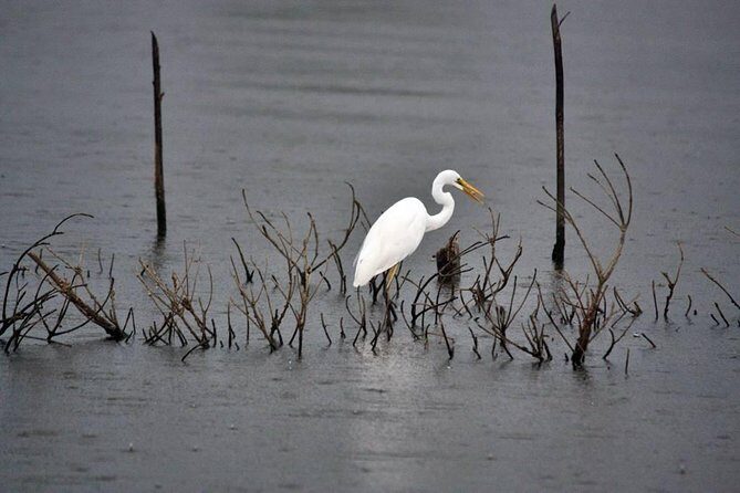Exclusive: Muthurajawela Bird Watching Tour with Transfers - On the Boat in Negombo Lagoon: What You’re Actually Doing