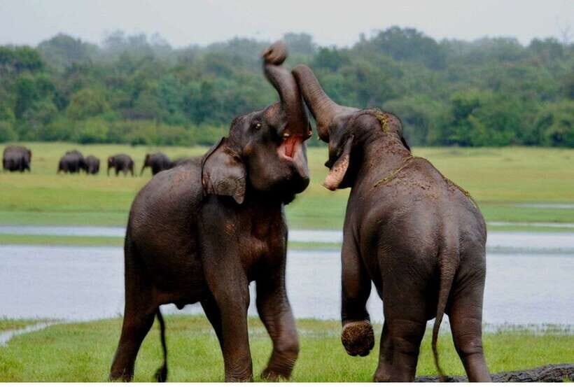 From Anuradhapura: All Inclusive Full Day Safari at Wilpattu - Game drives in Wilpattu: how the “search” works