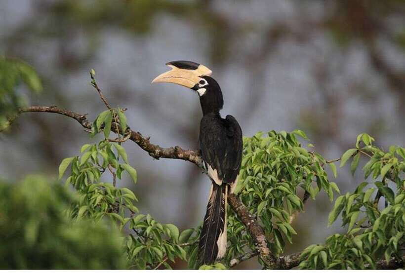 From Anuradhapura: All Inclusive Full Day Safari at Wilpattu - The day’s timing: 5am pickup, 6am safari start, 5pm return