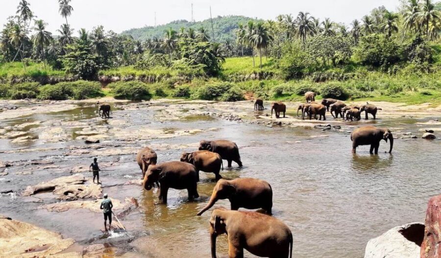 From Colombo: Kandy Full-Day Trip - Should you book this Kandy and Pinnawala day trip?