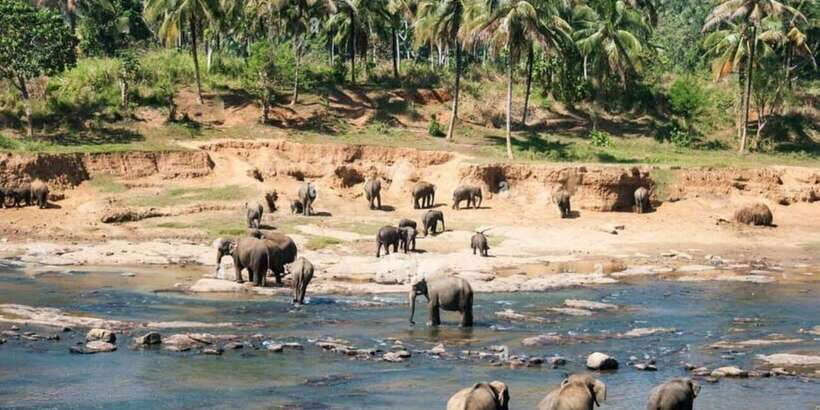 From Colombo: Kandy, Pinnawala and Tea Factory Full-Day Trip - Key Things I’d Prioritize on This Trip