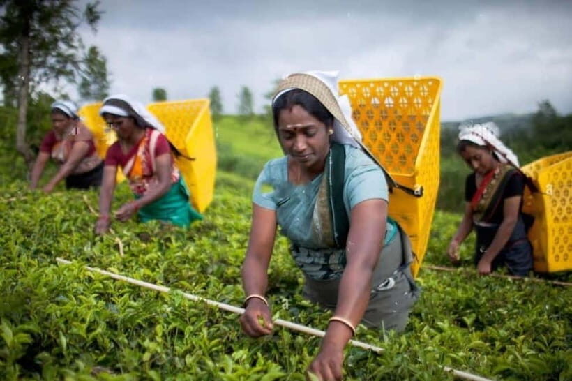 From Colombo: Kandy, Pinnawala and Tea Factory Full-Day Trip - Colombo to Kandy in One Day: What This Mix Really Gives You