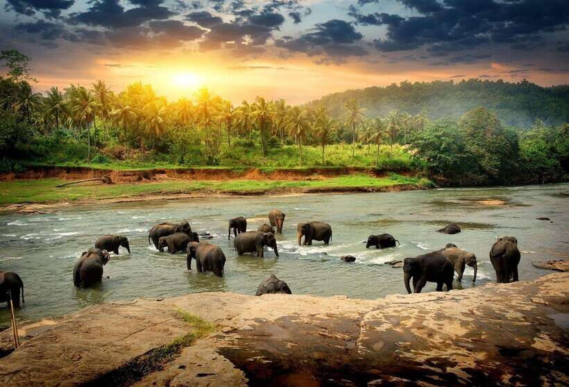 From Colombo: Kandy Temples and Pinnawala Full-Day Tour - Pinnawala Maha Oya River: Elephant Bathing in the Morning