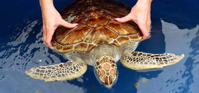 From Colombo/Negombo: Galle, Madu River, and Turtle Hatchery - Key moments I’d plan around