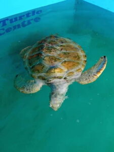 From Colombo/Negombo: Galle, Madu River, and Turtle Hatchery - Madu Ganga Mangroves by Boat: Calm Water, Birdlife, and Small Islands