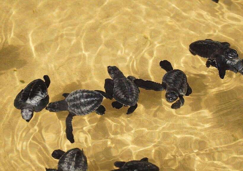 From Colombo/Negombo: Galle, Madu River, and Turtle Hatchery - Pickup, comfort, and the pace of the van ride