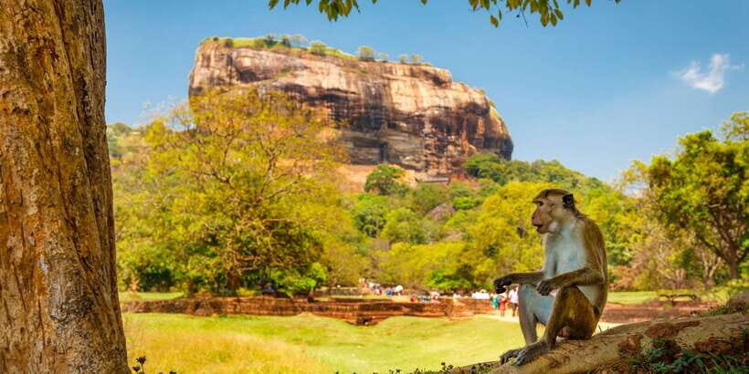 From Colombo: Sigiriya and Dambulla Day Trip with Safari - The Optional Jeep Safari: Elephants and Birdlife in the Late-Day Stretch