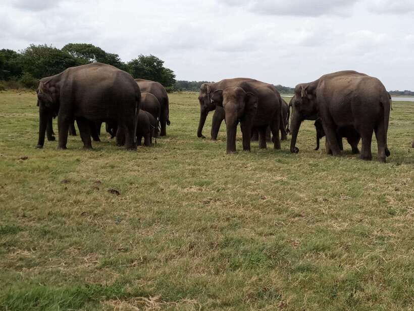 From Colombo: Sigiriya & Dambulla Day Tour with Safari - Eco Park / Kaudulla / Minneriya: which safari should you pick?