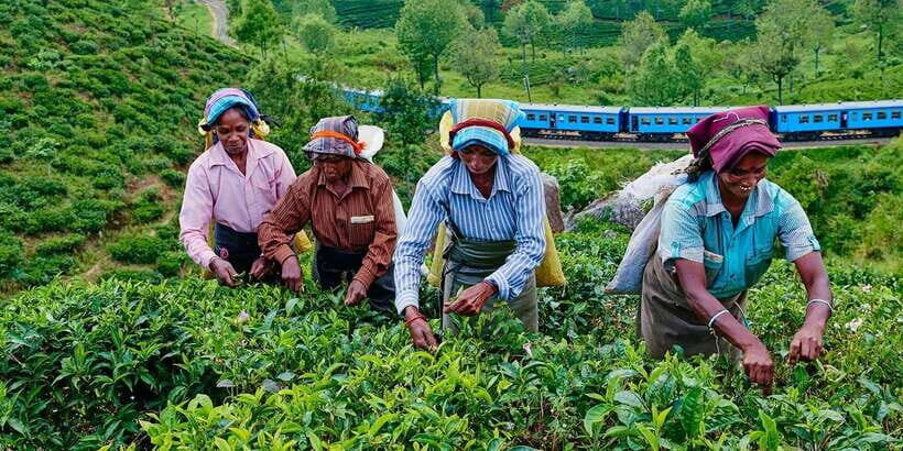 From Ella - All Inclusive Unforgettable Day Trip Tour - Demodara Loop Viewpoint: Engineering Views, Sri Lankan Charm