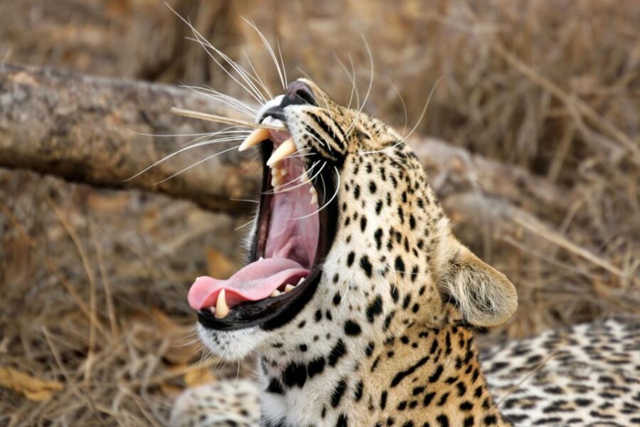 From Ella: Drop to Tangalle/Hiriketiya/Mirissa & Yala Safari - Common hiccups to be ready for (and how to handle them)
