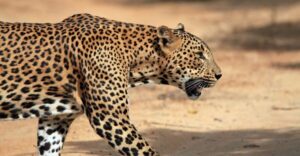 From Ella: Drop to Tangalle/Hiriketiya/Mirissa & Yala Safari - What the schedule feels like: pickup, drive, and the 3-hour safari window