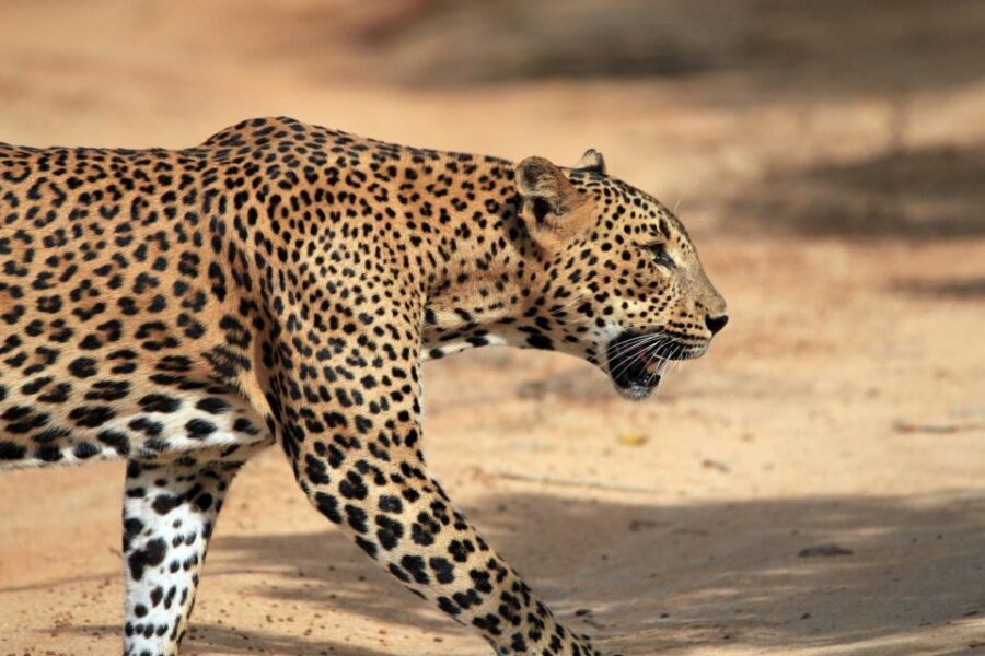 From Ella: Drop to Tangalle/Hiriketiya/Mirissa & Yala Safari - Inside Yala: animals you’ll look for and why daytime matters