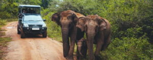 From Ella: Udawalawa Safari and Tangalle/Hiriketiya Transfer - The open Jeep safari: what you’re actually there to see